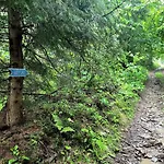 Wisilas Nad Sercowym Potokiem *
