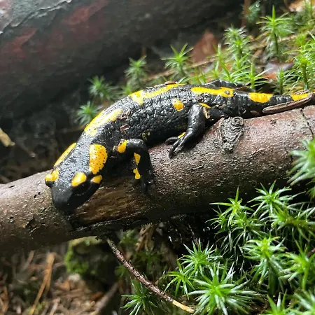 Wisilas Nad Sercowym Potokiem *