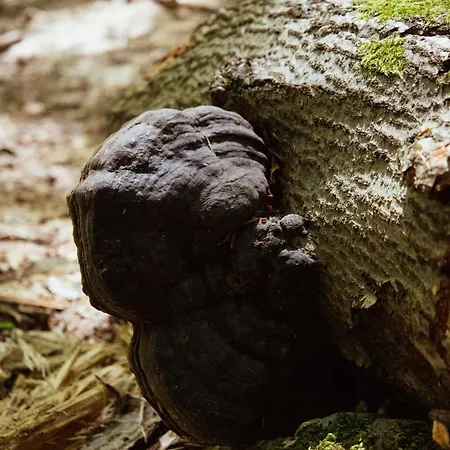 Wisilas Nad Sercowym Potokiem Luksusowy namiot