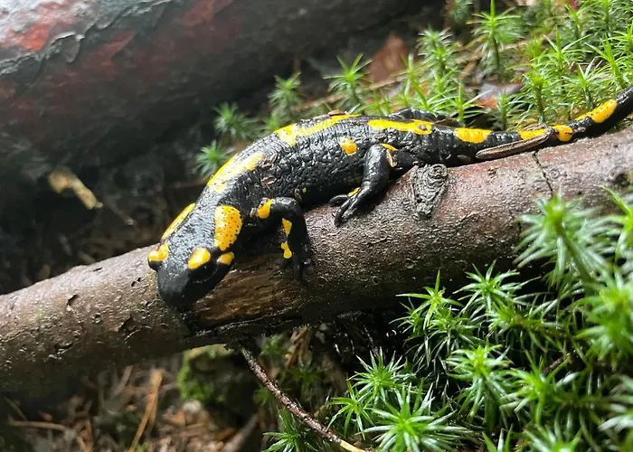 Wisilas Nad Sercowym Potokiem *