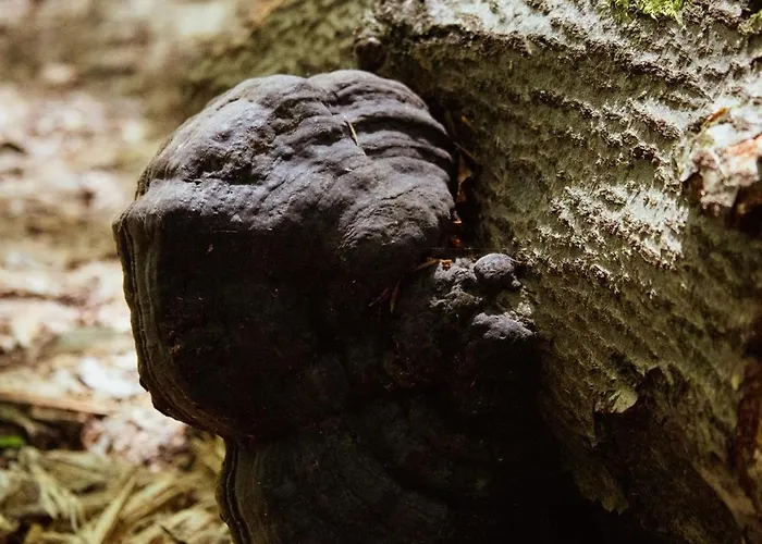 Wisilas Nad Sercowym Potokiem Glamping